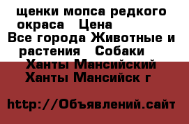 щенки мопса редкого окраса › Цена ­ 20 000 - Все города Животные и растения » Собаки   . Ханты-Мансийский,Ханты-Мансийск г.